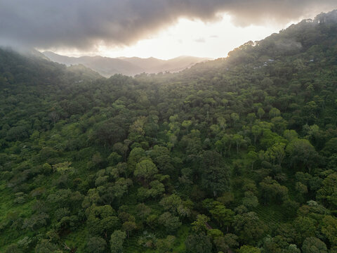 Forest landscape with trees and mountains at sunset