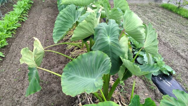 Large taro leaves and stems swaying in the wind / 農地で風に大きく揺れる里芋の葉と茎