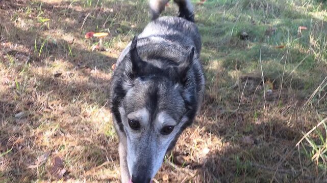 The dog is walking in the forest.
The dog moves towards the person with whom it arrived for a walk in the forest.
