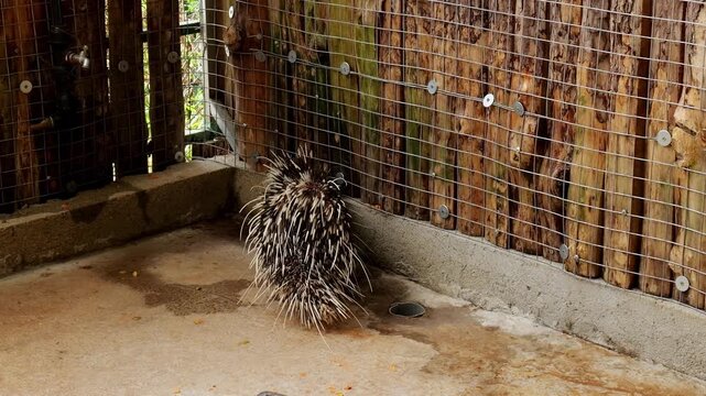 Porcupine standing in enclosure corner