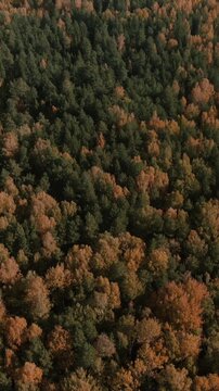 Drone footage of dense mixed woodland in peak fall colors, with evergreen and deciduous trees forming a textured canopy, filmed in the Ural Mountains, Russia