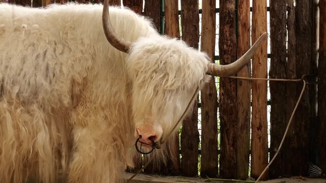 White Highland Cattle Bull Grazing Behind Rustic Wooden Fence