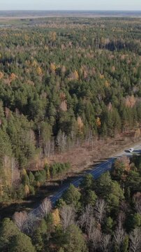 Drone footage of a paved road winding through mixed conifer and birch forest in fall colors, remote wilderness landscape in the Ural region, Russia