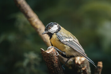 Great tit perched on woodland branch in Humford Woods, Northumberland, captured in natural August 2026 light with clear habitat detail © Neil_Benison_Photos