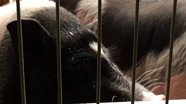 Little Piglet Behind Metal Bars