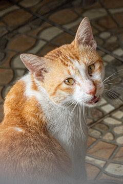 Close-up portrait of an orange and white domestic cat with golden eyes, long whiskers, and an open mouth, sitting on a patterned tiled floor.