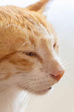 Close-up side profile of an orange and white domestic cat with amber eyes, pink nose, and long whiskers against a bright soft background with copy space.