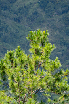 Sunlit pine tree branches with fresh green needles stand against a softly blurred forested mountain background, creating a peaceful highland nature scene.