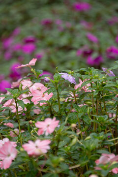 Soft pink and lavender flowers blooming among lush green foliage with water droplets and colorful magenta flowers blurred in the background.