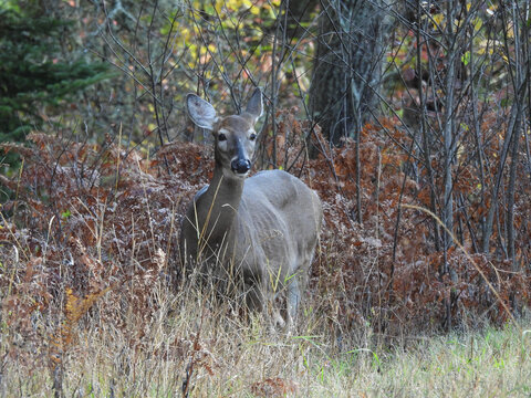 A female, white-tailed deer, doe, standing within the autumn foliage. Adirondack mountain wilderness, northeastern region, New York State. 