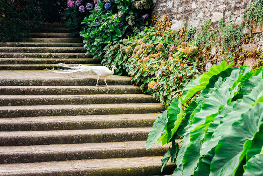 Paon blanc sur des escaliers. Oiseau blanc et majestueux sur des marches en pierre et des plantes