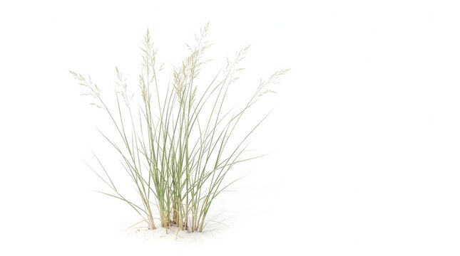 Delicate beach reed grass growing naturally against a clean white background, representing coastal vegetation, nature, and minimalist botanical beauty.