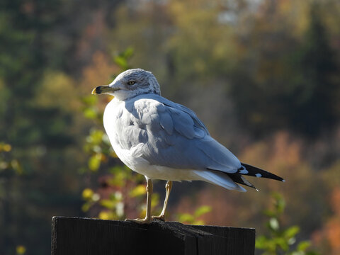 A ring-billed gull, perched on a wooden post, Saranac Lake Region, Adirondack Mountains, New York State.