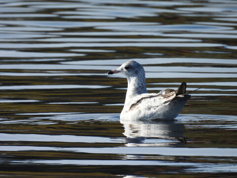 Immature, ring-billed gull, swimming within the waters of Saranac Lake, Adirondack Mountain Region, New York State.