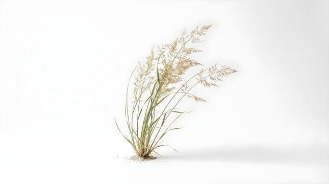 Fine meadow grass isolated on a clean white background, highlighting its delicate stems and natural botanical form.