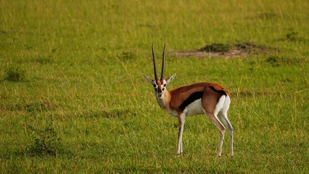 A Thomson&acute;s gazelle with long horns standing in the wide open savanna