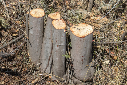 Freshly cut tree stumps standing in a deforested area