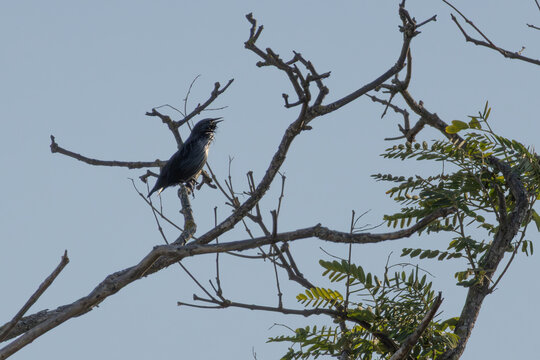 Spotless starling perched on tree branch singing