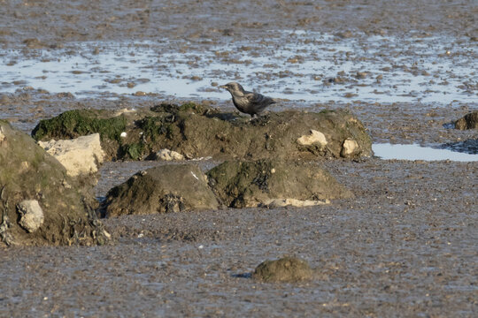 Bird foraging on muddy rocks in tagus river estuary