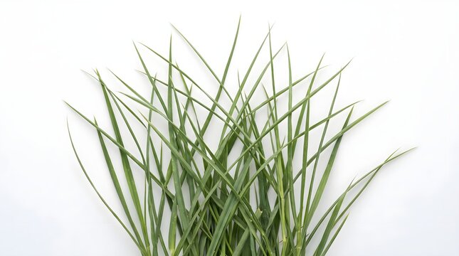 Natural green reed grass isolated on a bright white background, emphasizing fine blades, organic texture, and minimalist botanical composition.