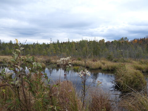 Beautiful Autumn scenery. The natural beauty of the wetland bogs and boreal forest, along the Bloomingdale Bog Trail. Adirondack Mountains Region, Franklin County, northern New York State. 