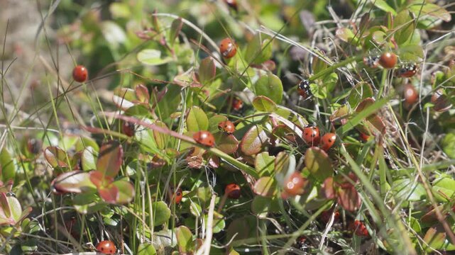 Numerous red ladybugs with black spots swarming together on green and red leaves. Insects moving around in a natural outdoor habitat