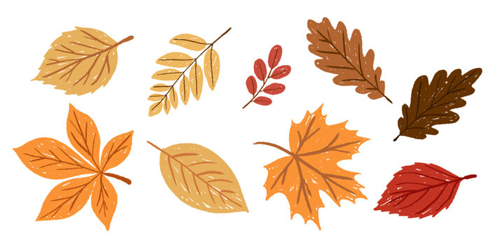 Handdrawn doodle  fall leaves set with chalk or pencil rough texture and edges.