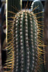 cactus close up © Hans Steen-Kiel