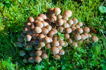 mushrooms in the forest © Hans Steen-Kiel
