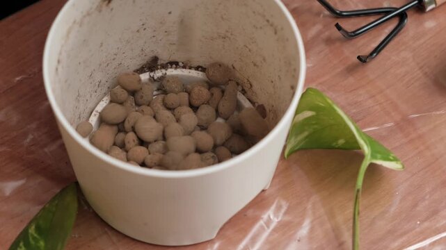 Expanded clay in a pot for repotting a golden pothos, wooden gardening tools, sprout leaves wrapped in plastic film