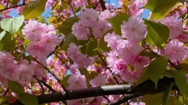Close up of cherry blossom flowers and fresh green leaves on ornamental cherry tree branch gently moving in wind. Spring bloom, b-roll, softness, renewal and floral nature background concept
