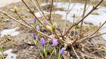 Obraz premium Tender spring buds emerging on branches, first signs of seasonal growth