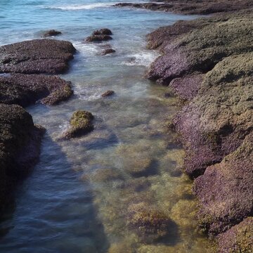 干潮の岩肌を伝う海水 シームレスループ動画背景 1:1 4K