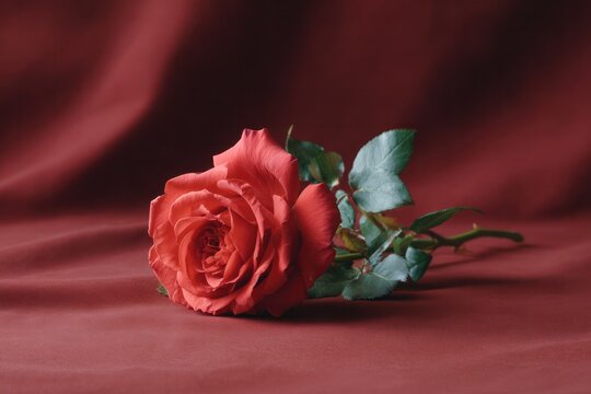 A Single Red Rose: A beautiful red rose rests on a soft, textured crimson fabric, its petals unfurled in elegant display. A symbol of love, passion, and enduring beauty.