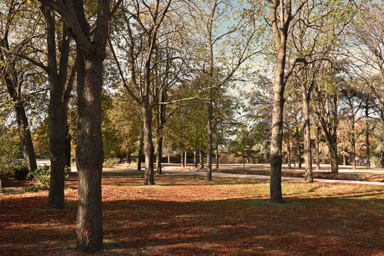 Sous-bois en automne	