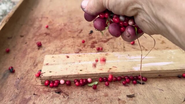 Lingonberries separated from leaves by hand sorting, traditional Carpathian autumn harvest, rural berry cleaning process highlighting authentic countryside practices