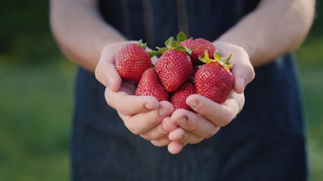 Close up shot of person holding handful of fresh ripe strawberries outdoors in garden.