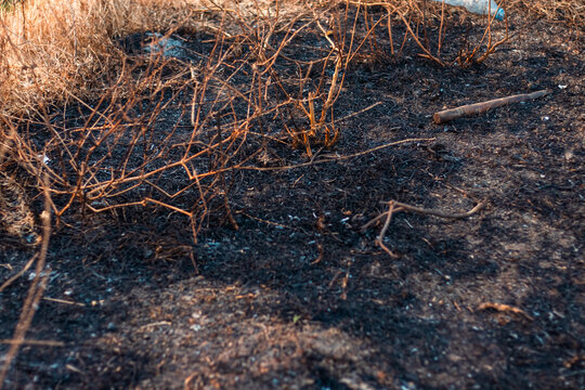 Burnt Ground After Wildfire in Nature