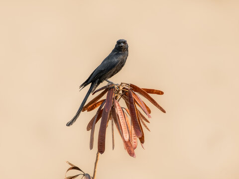 Curious Black Drongo (Dicrurus macrocercus) perched on dry seed pods with a minimalist warm background