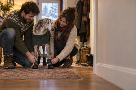 Couple putting warm coat, winter boots on greyhound dog in home hallway, getting pet ready for cold walk