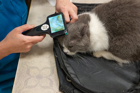 Vet examining cat ear with digital otoscope for ear mite check