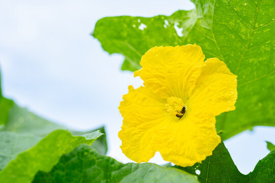 Yellow loofah flower with bee gathering nectar among green leaves
