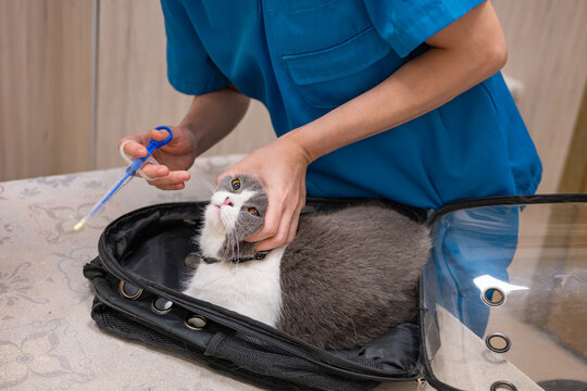 Veterinarian preparing to give medicine to a British shorthair cat in pet carrier