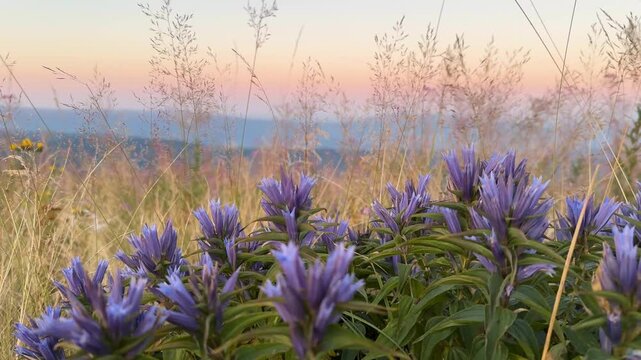 Campanula carpatica bellflowers and Gentiana gentians blooming in Carpathian mountains, vivid alpine flora with blue and purple hues against scenic ridges