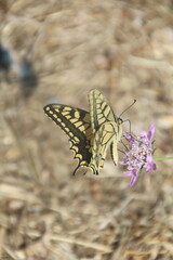 Papillon © Fanny
