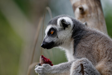 Obraz premium Ring-Tailed Lemur Holding Fruit in Profile