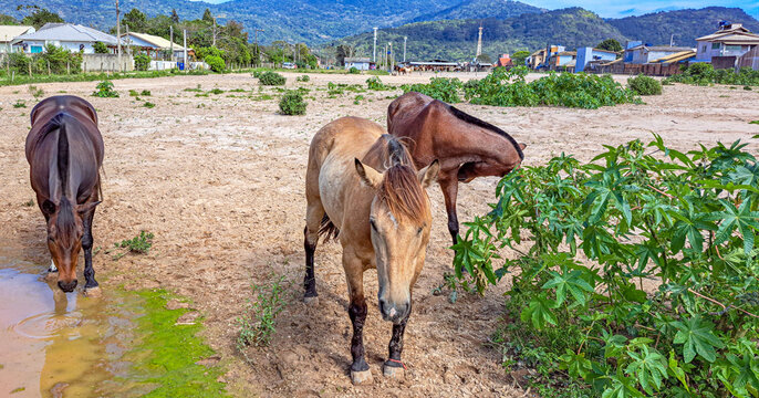 cavalos bebendo &aacute;gua