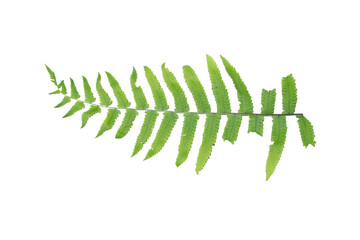 Single green fern leaf positioned horizontally pointing left isolated on white background © arbi wiratama