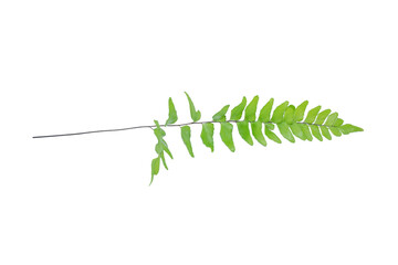 Thin green fern leaf with long stem positioned horizontally isolated on white © arbi wiratama