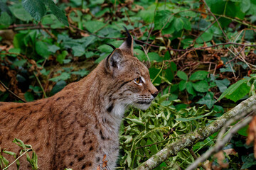 Eurasian Lynx Hidden Among Green Forest Foliage © russell